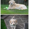 Monti Golden Retriever
❤️⭐️.❤️