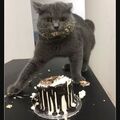 Ich muss die Torte doch auf ihre Qualität prüfen. Passt! ;-))