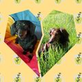 Louis mein Seelenhund♥️
Candy mein Wirbelwind 