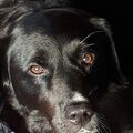 Unser Seelenhund
Barney 