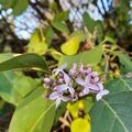 Die 2. Blüte in diesem Jahr