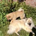 Galea mit neuer Gefährtin Cleo