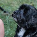 Liebe Lou, nun bist du bei Elli im Hunde Himmel ????