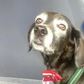 Gipsy 1.2.04-1.2.21 