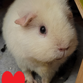 Whoopie <3