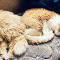 Phoebe und Angel