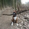 Die Stöckchen mussten immer bis zum PP mit, darum Holzdieb 