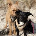 Bestfriends