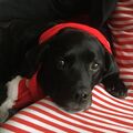 Unser Merlin 