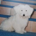 Samy ♥️⭐♥️ für immer im Herzen. ♥️♥️