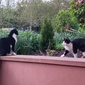 Sesam , Oskar und Finchen