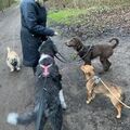 Gassi mit Freunden 