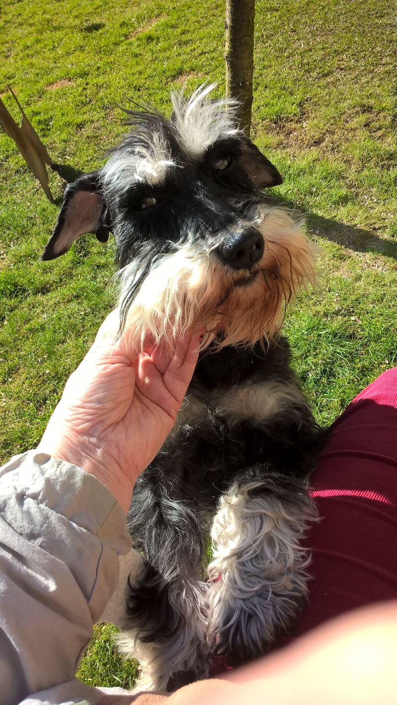 merle schnauzer