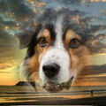 Mein Seelenhund 