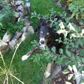 Bubele an einem seiner Lieblingsplätze im Garten