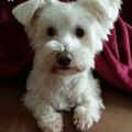 Samy ♥️⭐♥️ für immer im Herzen. ♥️♥️