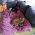 Lemmchen und Möppelchen ❤️❤️
