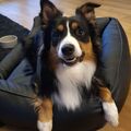 Balu