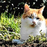 Relaxen im Garten