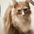 Mein kleiner Zauberer (Merlin)