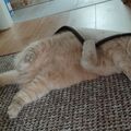 Rollwurst in der Yoga-Stunde