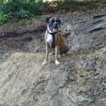 Tucker, unsere Gams