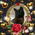 Bennylein ❤ Sonjas geliebter Seelenkater 