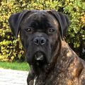 meine geliebte Schmusebacke Enzo