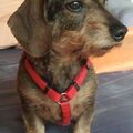 Yula ❤️ unser letztes Hunde-Fellkind 