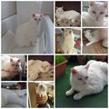 Mein unvergessenes Sternlein Gismo