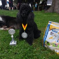 Elfe als Sieger in ihrer Klasse im Agility