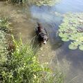Beim Baden im See