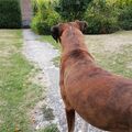 Der sehnsüchtige Blick auf das Gartetörchen, ob Abby gleich kom