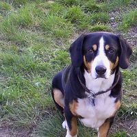 Mein kleiner lieber Rocco