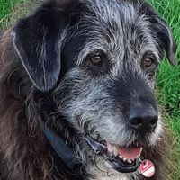Mein Seelenhund