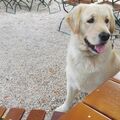 Monti Golden Retriever❤️⭐️.❤️