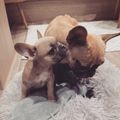 KIWI & DI
