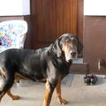 unser Seelenhund Benny,
verst. 2010