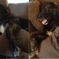 Sir Rudi, princess of Sofa