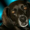 Gipsy 1.2.04-1.2.21