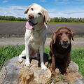 Geliebt und unvergessen unsere Seelenhunde
 Paul und Mona 