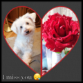 Samy ♥️⭐♥️ für immer im Herzen. 