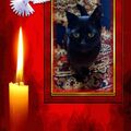 Blacky ❤ für immer geliebt & schmerzlich vermisst 