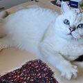Seppl schickt Nasenstubser zu Hope =^.^=