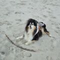Merlin am Strand auf Föhr