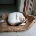 Eine Rose von Kiki für Snowy