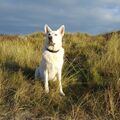 Tigi in Sankt Peter- Ording 