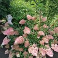 Ein lieber Gruß aus Snowys Garten ❤️