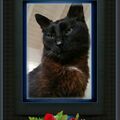 Bennylein ❤ Sonjas geliebter Seelenkater 