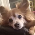 Der kleine Prinz 